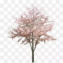 樱花树桃花-空若网 樱花树桃花-空若网