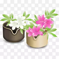 花盆开花植物草本植物-花-空若网 花盆开花植物草本植物-花-空若网