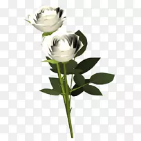 花园玫瑰花卉剪贴画-花卉和植物-空若网 花园玫瑰花卉剪贴画-花卉和植物-空若网