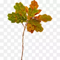 光景动画-空若网 光景动画-空若网