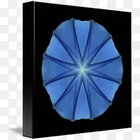 钴蓝-蓝色和紫色的牵牛花-空若网 钴蓝-蓝色和紫色的牵牛花-空若网