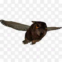 猫头鹰嘴-空若网 猫头鹰嘴-空若网