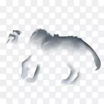 尾毛毛雨-空若网 尾毛毛雨-空若网