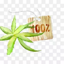 芦荟水彩画.手绘芦荟-空若网 芦荟水彩画.手绘芦荟-空若网