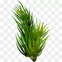 ͼ±ê-¼òµ¥µÄÂ̲Ý-¿ÕÈôÍø ͼ±ê-¼òµ¥µÄÂ̲Ý-¿ÕÈôÍø