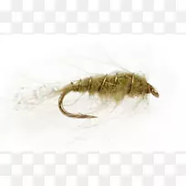 害虫若虫-空若网 害虫若虫-空若网