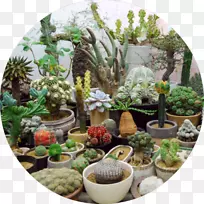 仙人掌肉质植物-空若网 仙人掌肉质植物-空若网