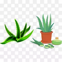 芦荟花盆手绘芦荟-空若网 芦荟花盆手绘芦荟-空若网