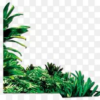 绿色谷歌图片-绿草-空若网 绿色谷歌图片-绿草-空若网