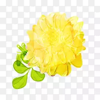 菊花植物-菊花-空若网 菊花植物-菊花-空若网