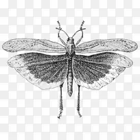 昆虫翅膀蝗虫剪贴画-昆虫-空若网 昆虫翅膀蝗虫剪贴画-昆虫-空若网