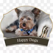 约克郡小猎犬,澳大利亚丝质猎犬,宠物伴侣,快乐狗!-空若网 约克郡小猎犬,澳大利亚丝质猎犬,宠物伴侣,快乐狗!-空若网