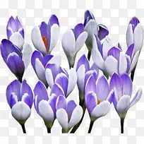 花卉广告-空若网 花卉广告-空若网