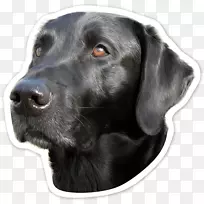 ����������Ȯ-������