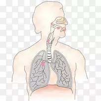 呼吸系统,呼吸道,肺,人体-鼻子-空若网 呼吸系统,呼吸道,肺,人体-鼻子-空若网