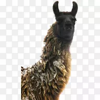 美洲驼犬繁殖鼻子毛皮羊驼-空若网 美洲驼犬繁殖鼻子毛皮羊驼-空若网