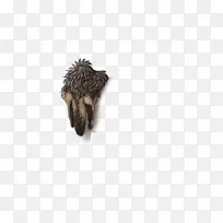 鼻子动物喙毛野生动物-空若网 鼻子动物喙毛野生动物-空若网