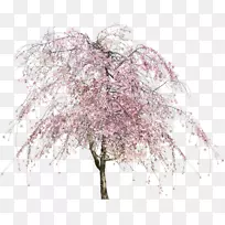樱花树-空若网 樱花树-空若网
