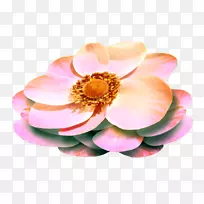 ���ܶ���������-������