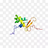 FOXO 3�����ײ�ͷ�ṹ���ͷ��L2-����-������