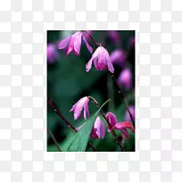 一年生植物春季草本植物紫色开花植物-空若网 一年生植物春季草本植物紫色开花植物-空若网