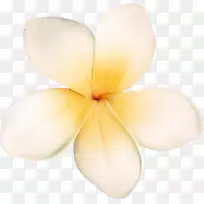 花瓣中心花-空若网 花瓣中心花-空若网