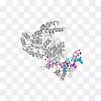 布鲁姆综合征蛋白病症状延迟综合征-空若网 布鲁姆综合征蛋白病症状延迟综合征-空若网