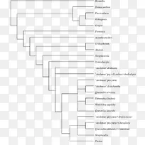 分支图,系统发育树,分类,系统发育,系统学-空若网 分支图,系统发育树,分类,系统发育,系统学-空若网