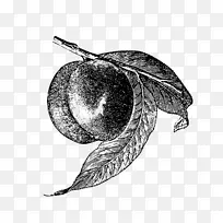 °ÎÒ¶À¥³æ/m/02csfÊ÷-ÀîÖ¦-¿ÕÈôÍø °ÎÒ¶À¥³æ/m/02csfÊ÷-ÀîÖ¦-¿ÕÈôÍø