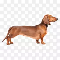 达克斯犬罗威犬澳大利亚牛犬品种-小狗-空若网 达克斯犬罗威犬澳大利亚牛犬品种-小狗-空若网