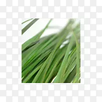 甜草麦草商品草-空若网 甜草麦草商品草-空若网