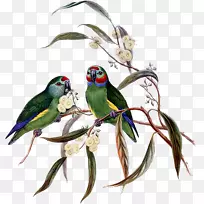 澳大利亚鹦鹉新几内亚鸟-空若网 澳大利亚鹦鹉新几内亚鸟-空若网