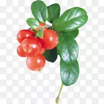 ��÷Ҷֽ����-��-������