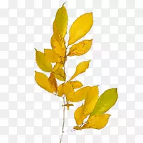 ��ֲ֦�ﾥҶ����ֲ��-ֲ��-������