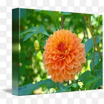 大丽花块茎百合-花卉海报-空若网 大丽花块茎百合-花卉海报-空若网