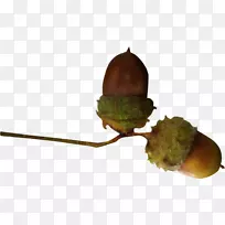 橡树摄影水果夹艺术.板栗-空若网 橡树摄影水果夹艺术.板栗-空若网