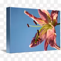 花瓣昆虫传粉者天空盛开-空若网 花瓣昆虫传粉者天空盛开-空若网