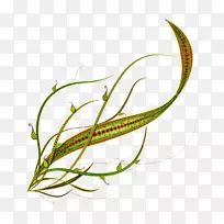 ��Ӱ���ͼ�������-������