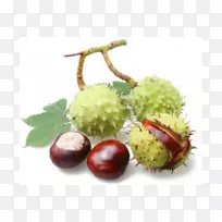 欧洲马栗子,甜板栗,奥格里斯酊,杏仁板栗卡-空若网 欧洲马栗子,甜板栗,奥格里斯酊,杏仁板栗卡-空若网