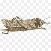 一小撮蝗虫,胜利者哀悼蚱蜢巴塔哥尼-空若网 一小撮蝗虫,胜利者哀悼蚱蜢巴塔哥尼-空若网