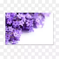 薰衣草摄影花卉-免费花-空若网 薰衣草摄影花卉-免费花-空若网