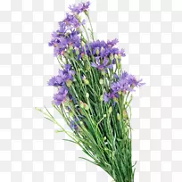 油画英国薰衣草-玉米花-空若网 油画英国薰衣草-玉米花-空若网