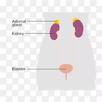 排泄系统肾上腺内分泌系统雄性图激素分泌-空若网 排泄系统肾上腺内分泌系统雄性图激素分泌-空若网