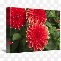 ´ó»¨¾Õ»¨»¨°êÒ»ÄêÉúÖ²Îï-´óÀö»¨-¿ÕÈôÍø ´ó»¨¾Õ»¨»¨°êÒ»ÄêÉúÖ²Îï-´óÀö»¨-¿ÕÈôÍø