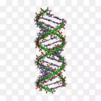 DNA分子细胞核遗传学-空若网 DNA分子细胞核遗传学-空若网