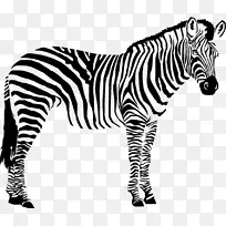 黑白野生动物斑马-空若网 黑白野生动物斑马-空若网