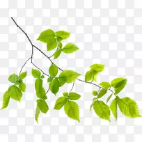 枝叶植物茎叶-空若网 枝叶植物茎叶-空若网