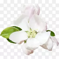 蔷薇科月季切花-仿玫瑰-空若网 蔷薇科月季切花-仿玫瑰-空若网