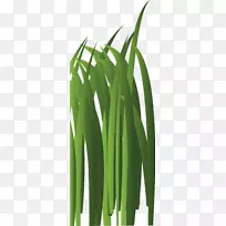 ������Ҷֲ�ﾥ-�̲�Ԫ��-������