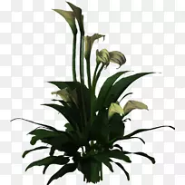 花卉设计切花花盆植物茎花-空若网 花卉设计切花花盆植物茎花-空若网